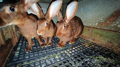 Lepre belga fulva e nero focate