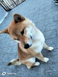 Cane Shiba inu di anni 2 e1/2 maschio