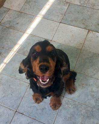 Cocker spaniel inglese