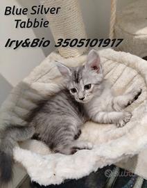 Gatto Siberiano Blue Silver Tabbie Femmina