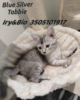 Gatto Siberiano Blue Silver Tabbie Femmina