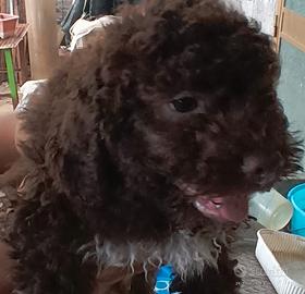 Lagotto Romagnolo