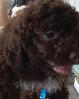 Lagotto Romagnolo
