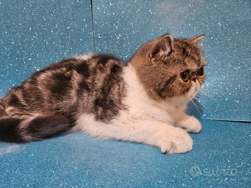 Gatto persiano bicolore exotic