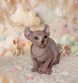 Sphynx