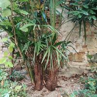 giardino sempre estivo con sempreverdi 