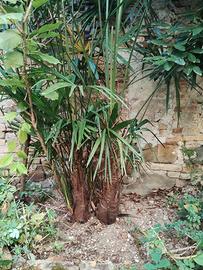 giardino sempre estivo con sempreverdi 