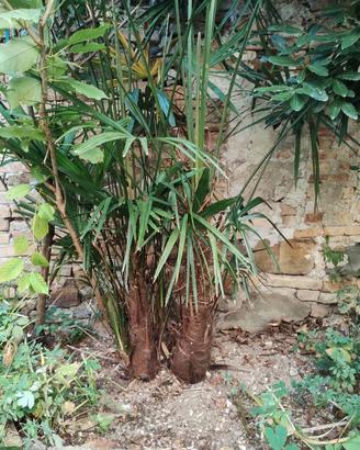 giardino sempre estivo con sempreverdi 