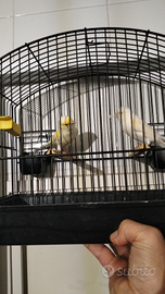 Canarini GIALLO MOSAICO line femminile