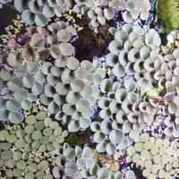 Piante Galleggianti acquario varie 