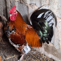 Gallo Francesino