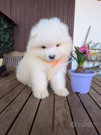 Samoiedo cuccioli