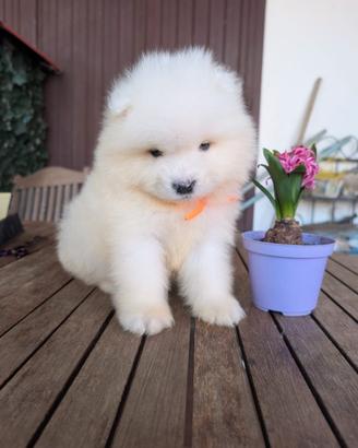 Samoiedo cuccioli
