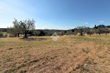 TER. AGRICOLO A POGGIO MIRTETO