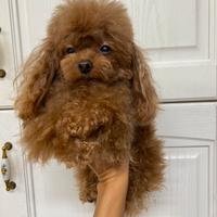 Barboncino tea Cup asiatico per monta