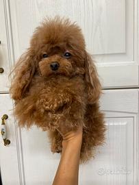 Barboncino tea Cup asiatico per monta