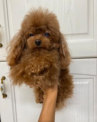 Barboncino tea Cup asiatico per monta