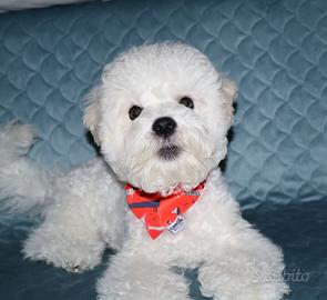 cagniolini, cuccioli belli ed eleganti Bichon 