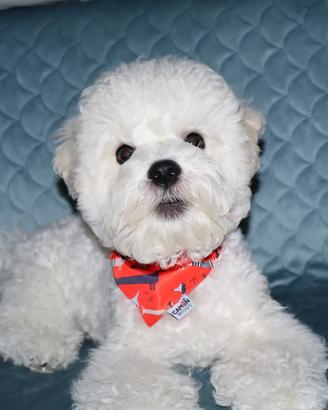 cagniolini, cuccioli belli ed eleganti Bichon 