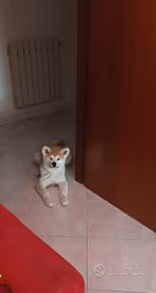 Cucciola