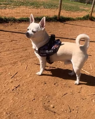 Chihuahua maschio disponibile per accoppiamento