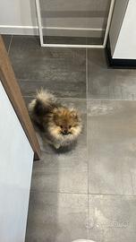 Spitz tedesco della Pomerania