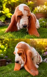 BASSET HOUND 2 Mesi