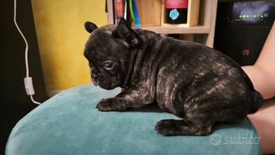 Cuccioli di Bulldogfrancese