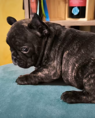 Cuccioli di Bulldogfrancese
