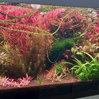 Potature piante acquario