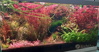 Potature piante acquario