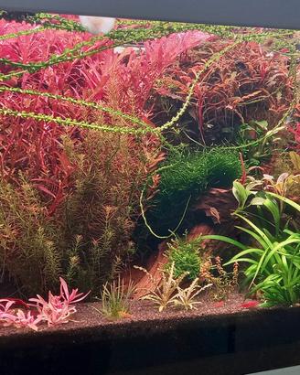 Potature piante acquario