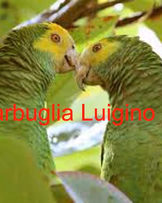 Pappagallo - Amazzone Barbadensis