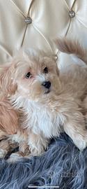 Cuccioli di maltipoo