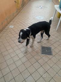 Cane per famiglia