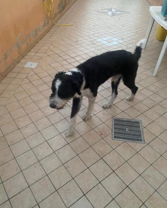 Cane per famiglia
