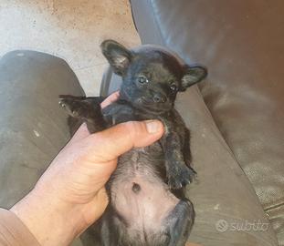 Chihuahua xJackrussel