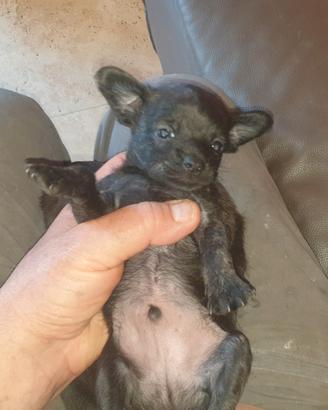Chihuahua xJackrussel