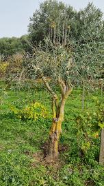 Piante di ulivo