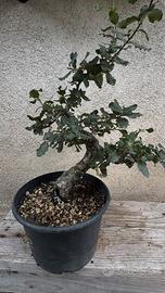 Bonsai quercia sugheriera