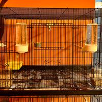 Canarino Timbrado spagnolo maschio con gabbia