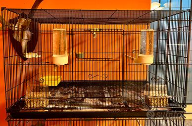 Canarino Timbrado spagnolo maschio con gabbia