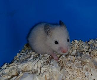 cuccioli di criceto 