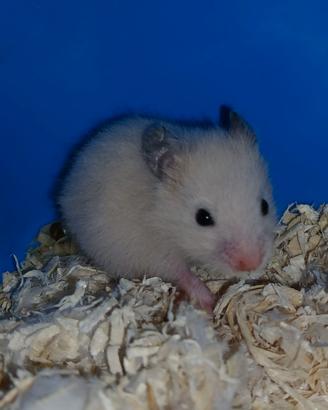 cuccioli di criceto 