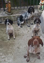 Bracco pointer da fu.ng.hi e ta.rtufi video