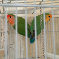 Pappagalli inseparabili