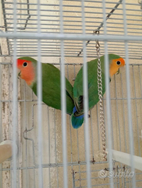 Pappagalli inseparabili