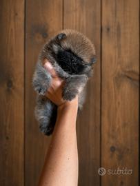 Pomerania con Pedigree ENCI