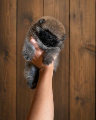 Pomerania con Pedigree ENCI