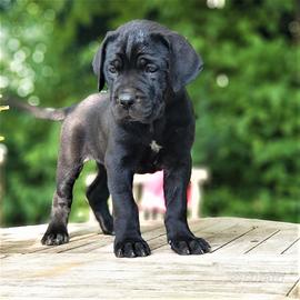 Cane Corso